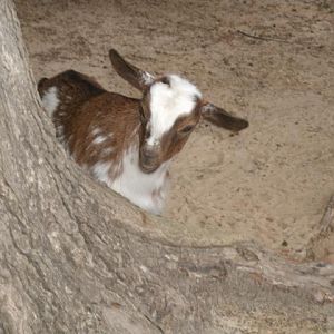Bianca, a doeling.