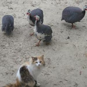 Guinea boys with Dora the cat.