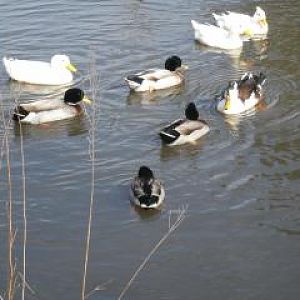 Ducks on the pond.