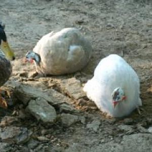 Guineas dust bathing.