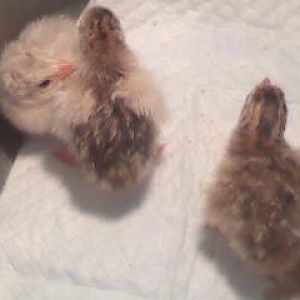 2010 guinea hatch.