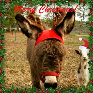 Merry Christmas from Santa's newest reindeer.