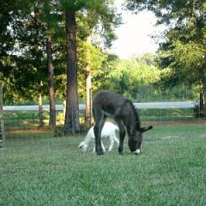 Mose, the donkey foal.