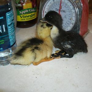 Our Pekin, Susan, hatched these ducklings out in 2011.