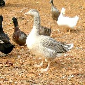 Aubrieanne, the Pilgrim goose and her ducks.