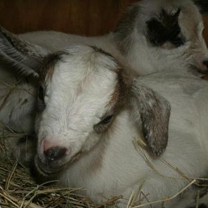Marigold & Marcelo