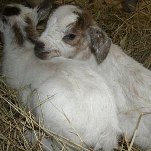 Marigold & Marcelo