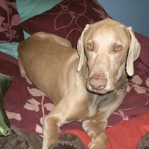 Our weim, Hunter.