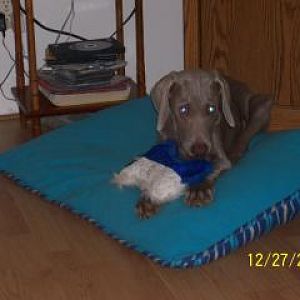 Hunter as a puppy.