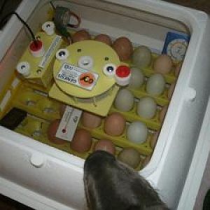 Setting eggs with Remy's help.