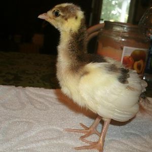 Peachick that we hatched out 2011.