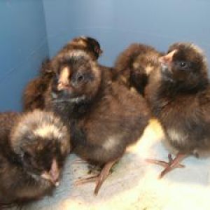 Dom X chicks 2011