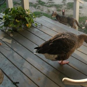 Hugo the goose on the porch.