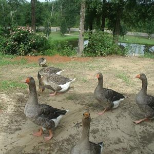 Hugo and his girls, plus Aubrieanne in the background near the roses.