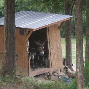 Myrtle in the does' house before foaling.