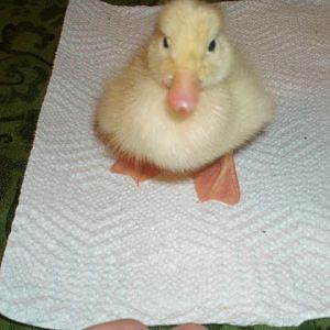 Jumbo Pekin duckling hatched 2011