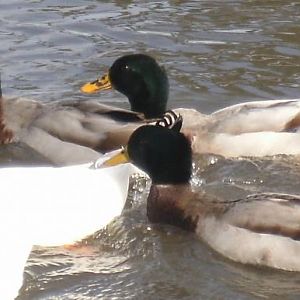Rouens & Pekins.