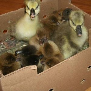 Indian Runners, Khaki Campbells, & African goslings from Metzers.