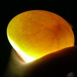 Developing Pekin egg.