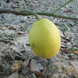 Our first lemon.