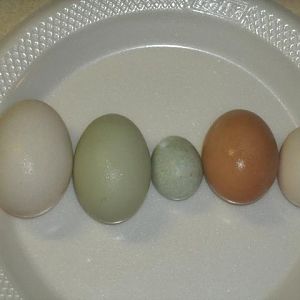 Pekin egg, EE egg, Indian Runner fart egg, Dominique X egg, & Silkie egg