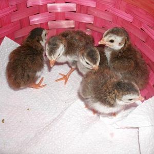 Guinea keets hatched 2011