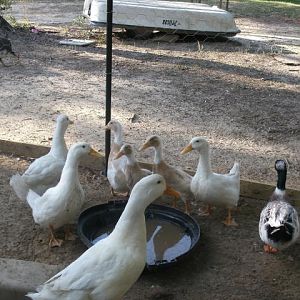Pekins, Jumbo Pekins, Fawn & White Indian Runners, etc.