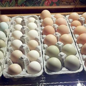 Set eggs for NYD hatch