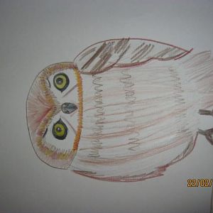 Elf owl. Pencil on paper.