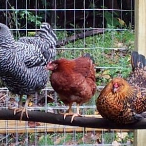 Braveheart the Barred Rock, Fancy Chicken and McNugget back when they weren't picking on Fancy. She's our runt. See how much smaller she is?