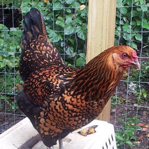 This is our EE McNugget.  We thought she was a Golden Wyandotte until we started getting green eggs.  She is by far our pretties girl.