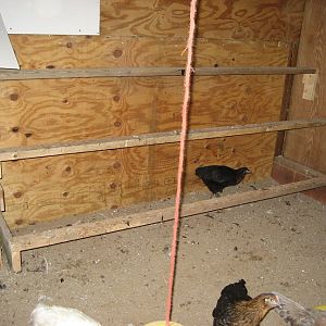 Inside of  the coop, inside of the barn....LOL