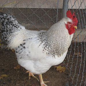 Hansom my Del Rooster