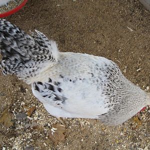 Top view