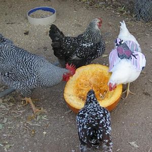 The girls enoying some pumpkin