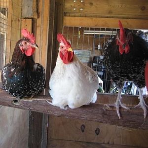 Rooster 2011, SS and Dels