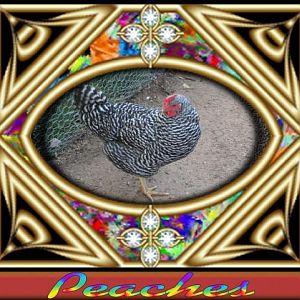 peaches Br hen