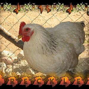Freckles Del hen