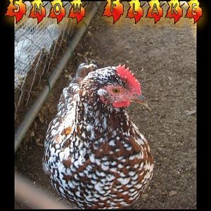 Miracle hen snowFlake