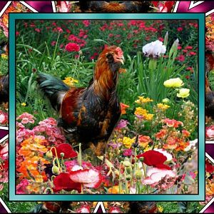 BlackBeard EE rooster 2011