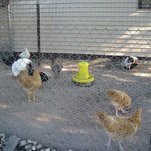 chicken run