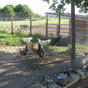 west end of chicken run