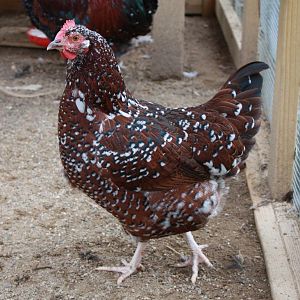 Speckled Sussex Hen born 4/11 - Esther