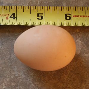 Speckled Sussex egg