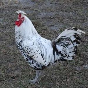 APPENZELLER