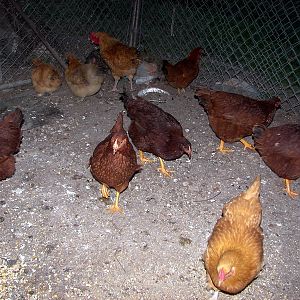 104_4370.JPG
I have 6 new Rhrode Island red Pullets what do you think of them?