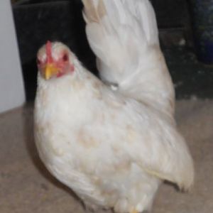 josie