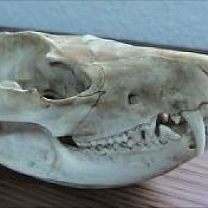 images?q=tbn:ANd9GcQNjcsyWhtrvKmwNWhqzX4skfKvcY9XCpa66ojpwmvE3iFEMbDc