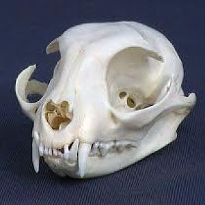 images?q=tbn:ANd9GcSeTm6PM44vuzNQLhBpIDwY_2S1FtlLIfIMgCnj2dtYnWilA-vxlw