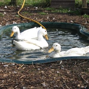 The Rescued Ducks @ the Rescue